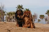CAVALIER KING CHARLES 473